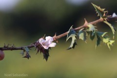 Lepidagathis pungens